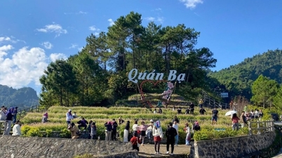 ها گیانگ: شکار ابرهای نوامبر، تماشای گل گندم سیاه در سراسر فلات