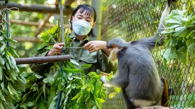 Cuc Phuong - love and responsibility