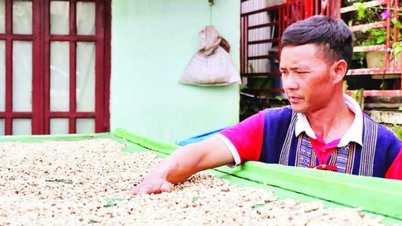 Co Ho-folk bygger OCOP-kaffemerket