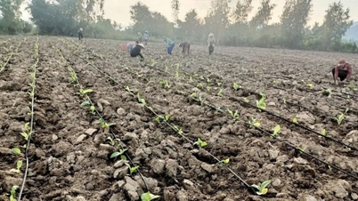 Tưới nhỏ giọt 'giài khát' cho cây trồng, nông nghiệp Ia Rsai bứt phá