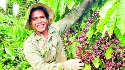 הפצת מותג קפה רובוסטה