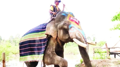 The legend of hunting and taming wild elephants