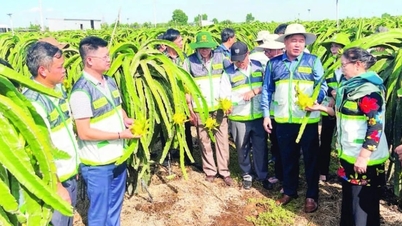 Sambungan pertanian dekat dengan petani