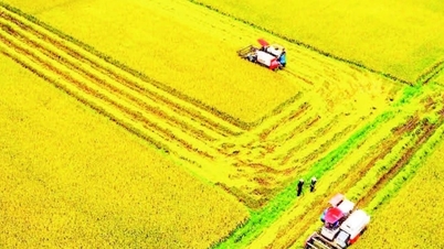 Zapewnienie bezpieczeństwa żywnościowego w Lam Dong