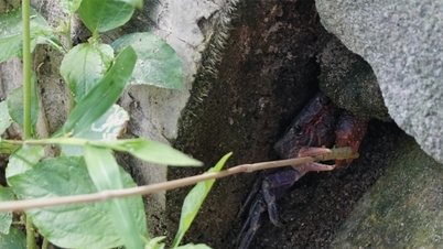 El secreto para capturar la especialidad buscada por los turistas en Cam Mountain