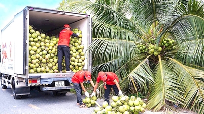 Menghubungkan untuk membangunkan industri kelapa yang mampan
