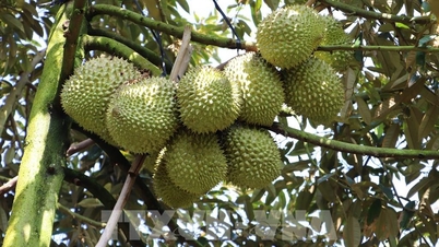 دونج ثاب تسارع لتوسيع مناطق تصدير الدوريان