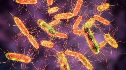 El peligro de las bacterias que provocaron el incidente de envenenamiento del pan que mató a más de 300 víctimas.