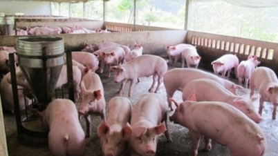 Schweinepreis heute, 28. November 2025: