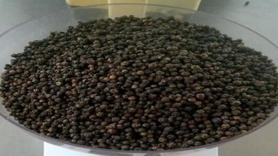 Prețul ardeiului astăzi, 28 noiembrie 2025: Prețul mondial crește din nou