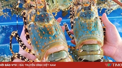 صادرات خرچنگ دریایی ویتنام در 10 ماه به رکورد 712 میلیون دلار رسید