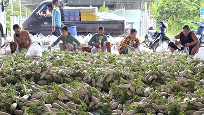 Støtt bønder i å utvikle grønnsaksproduksjon
