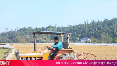 ชาวนาห่าติ๋ญ “แข่ง” กันผลิตผลในไร่ฤดูหนาว