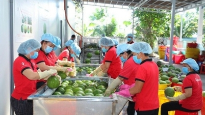 Promoción de la cooperación entre Vietnam y China en productos agrícolas y conversión de residuos en energía