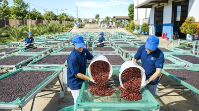Kahve fiyatı bugün 28 Kasım 2025: Robusta hafif arttı