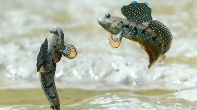 Butuh waktu jutaan tahun bagi ikan untuk berevolusi, dan ketika mereka tiba di daratan, mereka menjadi makanan.