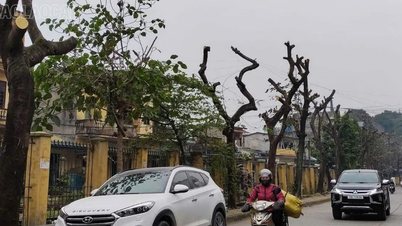 সবুজ রাস্তার জন্য গাছ ছাঁটাই করা প্রয়োজন
