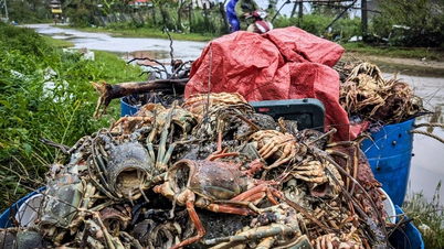 Las langostas vietnamitas se enfrentan a los desafíos de las inundaciones y las nuevas regulaciones de exportación