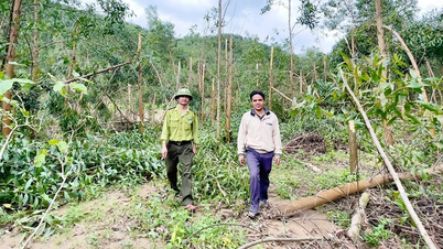 Gia Lai : Des habitants souffrent à cause de la colle cassée après la tempête