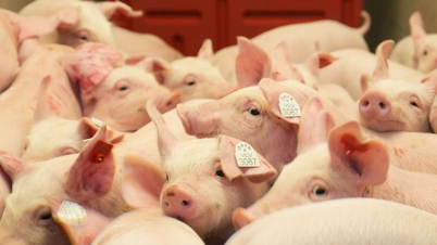 Harga babi hari ini 28 November 2025: Dataran Tinggi Tengah - Wilayah Tengah sedikit naik