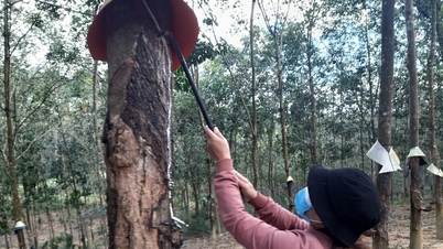 Giá cao su hôm nay 28/11/2025 ổn định trong nước, thế giới biến động trái chiều