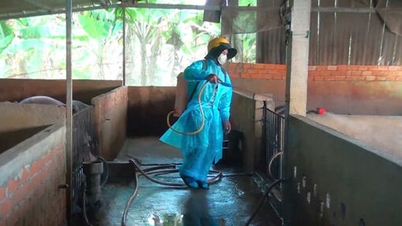 Tay Ninh: Satu lagi wabak demam babi Afrika dikesan