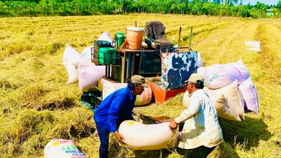 Der Reispreis ist heute, am 28. November 2025, stabil, die Exportnachfrage ist hoch.