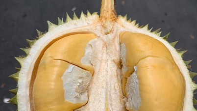 El precio del durian alcanza su punto máximo hoy 28 de noviembre de 2025, las ganancias de los agricultores son bajas