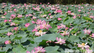 ບໍລິສຸດຄືດວງວິນຍານຂອງດົງທາບດອກບົວ