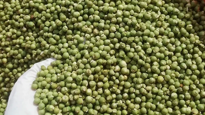 Prețul ardeiului astăzi, 28 noiembrie: Exporturile cresc dramatic