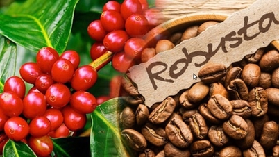 Le prix du café a légèrement augmenté aujourd'hui, le 28 novembre 2025, de 300 VND/kg.