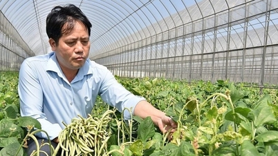 Thống nhất tiêu chuẩn để hoàn thiện quản lý giống cây trồng