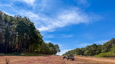 Iarbă roz strălucitoare pe dealul de pini Ia Der