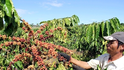 নতুন কফি মৌসুমের জন্য অধীর আগ্রহে অপেক্ষা করছি