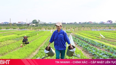 Hortas orgânicas exuberantes e verdejantes na comuna de Duc Tho.