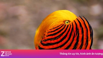 Ptáci „obětují“ svůj zrak, aby přilákali partnery