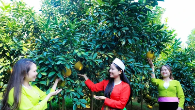 Thơm hương vị bưởi đỏ Tân Lạc