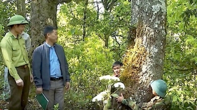 سين هو يعزز حماية الغابات في موسم الجفاف