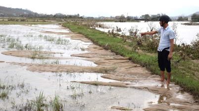 洪水の後、砂が畑に侵入する
