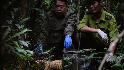 7 Javan-pangoliner sluppet ut i naturen