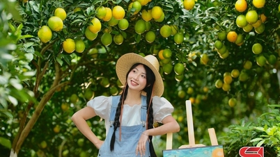 Cam ly vàng óng cao nguyên Mộc Châu