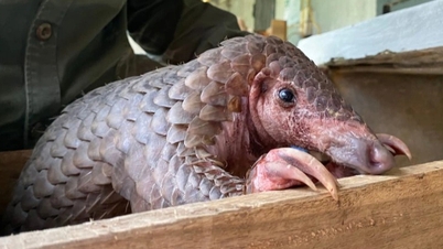 Какое отношение имеет торговля дикими животными к отмыванию денег и ESG?