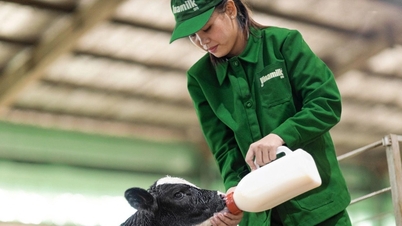 Vinamilk selects purebred cows to produce A2 fresh milk for Vietnamese children.