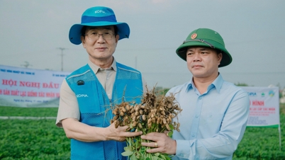 Popularisering av høykvalitets peanøttsorter for tørre regioner