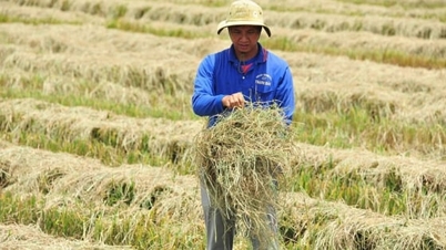 Når rismarker blir utgangspunktet for lavutslippslandbruk