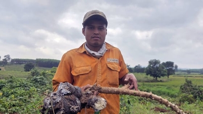 Mala cosecha de yuca, precios bajos y los agricultores sufren pérdidas.