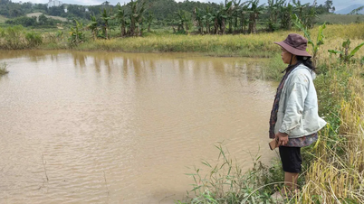 کوانگ نگای: سدهای برق آبی مزارع برنج را زیر آب می‌برند