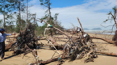 Coastal protection forests in Ha Tinh devastated