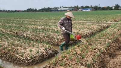 Neues Denken in der nördlichen Zwiebelhauptstadt
