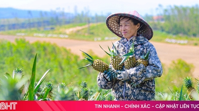 Glädje i de sammanlänkade ananasfälten i Ha Tinh